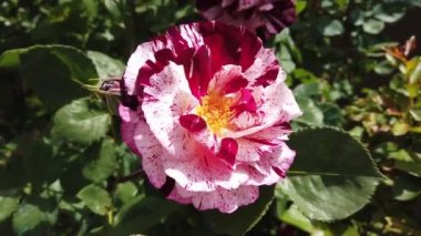 Bahçe spreyi pembe gül. Yakın plan..