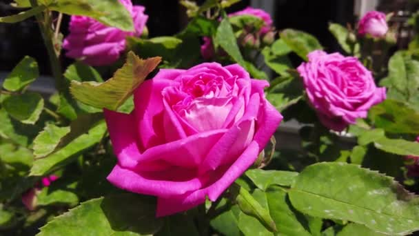 Zahradní růžová růže. Detailní záběr. — Stock video