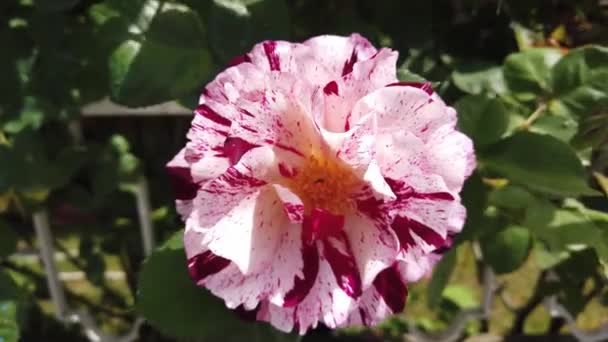 Сад розпилює рожеву троянду. Крупним планом . — стокове відео