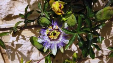 Güzel egzotik passiflora çiçeği yakından. Çiçekli pasiflora.