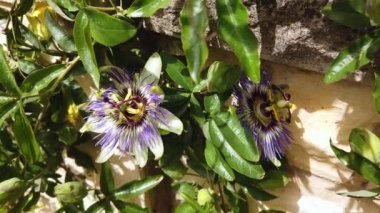Güzel egzotik passiflora çiçeği yakından. Çiçekli pasiflora.