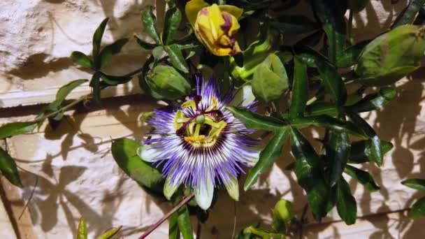 Krásná exotická passiflora květina zblízka. Kvetoucí pasiflora. — Stock video