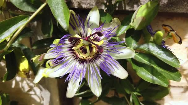 Bela flor passiflora exótica close-up. Pasiflora em flor . — Vídeo de Stock