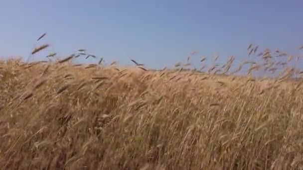 Campo de trigo. Orejas de trigo maduro. Agricultura, agricultura, concepto de cosecha . — Vídeo de stock