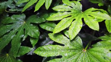 Yüzeyinde yağmur damlaları olan parlak yeşil, taze, egzotik bitki yaprakları..