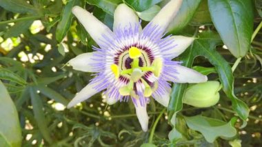 Çiçek açan pasiflora, yeşil saplar ve yapraklar. Egzotik passiflora çiçeği yakından..
