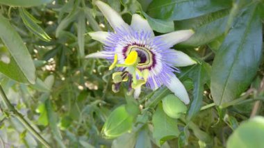 Çiçek açan pasiflora, yeşil saplar ve yapraklar. Egzotik passiflora çiçeği yakından..