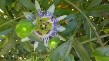 Çiçek açan pasiflora, yeşil saplar ve yapraklar. Egzotik passiflora çiçeği yakından..