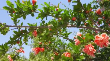 portakal aromalı çiçekler. Yakın plan. Egzotik kırmızı çiçekler, taze yeşil yapraklar..