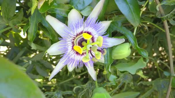 Floração pasiflora, caules verdes e folhas. passiflora exótica flor close-up . — Vídeo de Stock