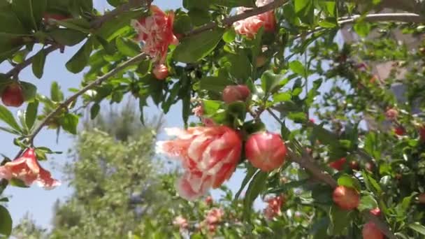 Oranje granaatappel bloemen. Een close-up. Exotische rode bloemen, verse groene bladeren. — Stockvideo