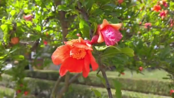 Orangefarbene Granatapfelblüten. Nahaufnahme. Exotische rote Blüten, frische grüne Blätter. — Stockvideo