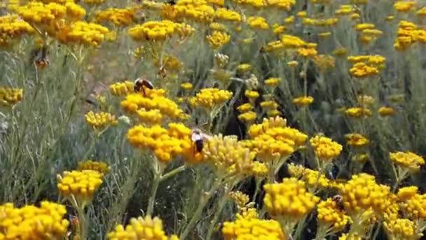 Жовті квіти геліхризу азарту. Cmin піщаний або безсмертний завод . — стокове відео