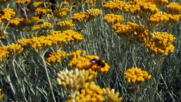 Fleurs jaunes de l'arénarium helichrysum. Cmin plante sablonneuse ou immortelle.