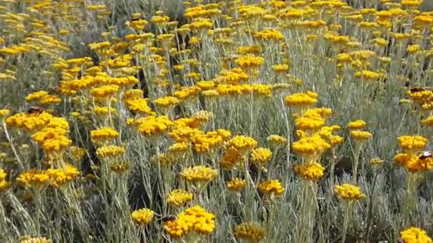Žluté květy helichrysum arenarium. Cmin písečná nebo immortelle rostlina. — Stock video
