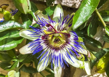 Güzel egzotik passiflora çiçeği yakından. Çiçek açan pasiflora, yeşil saplar ve arka planda açık beton duvar yaprakları. Tıbbi otlar ve alternatif tedavi konsepti. Botanik çiçek arkaplanı