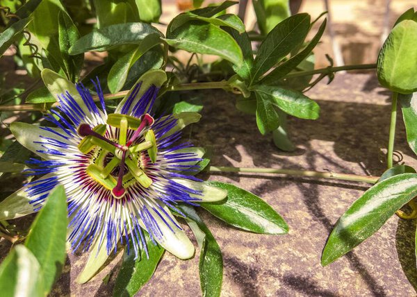 Beautiful exotic passiflora flower close-up. Blooming pasiflora, green stems and leaves on background of light concrete wall. Medical herbs and alternative treatment concept. Botanical flower backdrop