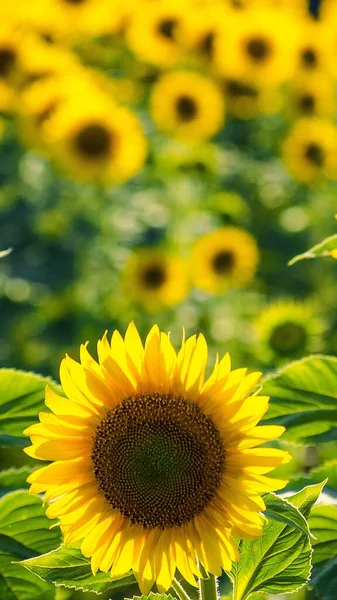 Fält Blommande Solrosor Solros Naturliga Bakgrund Solrosen Blommar Närbild Solig — Stockfoto