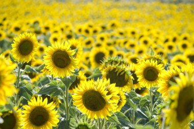 Çiçek açan ayçiçeği tarlası. Ayçiçeği doğal arka plan. Ayçiçeği yakın planda çiçek açıyor. Güneşli bir yaz günü. Çiftçilik, hasat konsepti. Seçici odak resmi.