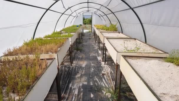 Grande serra in policarbonato luminoso spazioso. Agricoltura, concetto di agricoltura. — Video Stock