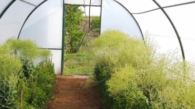 Geniş, geniş polikarbonat serası. Tarım, tarım kavramı.