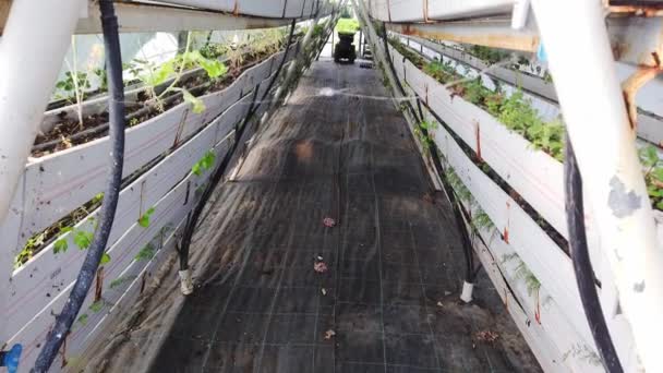 Grande serra in policarbonato luminoso spazioso. Agricoltura, concetto di agricoltura. — Video Stock