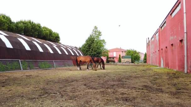 Two beautiful brown well-groomed horses with shiny hair. Ranch, stable. — Stock Video