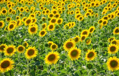 Çiçek açan ayçiçeği tarlası. Ayçiçeği doğal arka plan. Ayçiçeği yakın planda çiçek açıyor. Güneşli bir yaz günü. Çiftçilik, hasat konsepti. Seçici odak resmi.