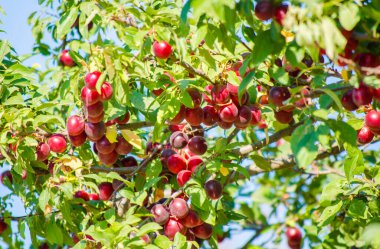Sulu kırmızı erikler yakın plan. Ağaçta parlak mor erikler. Yeşil yapraklı ve meyveli meyve ağacı. Sebze çileği konsepti, renkli yaz arkaplanı.