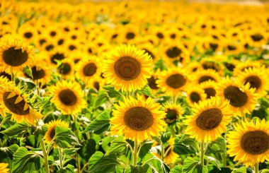 Çiçek açan ayçiçeği tarlası. Ayçiçeği doğal arka plan. Ayçiçeği yakın planda çiçek açıyor. Güneşli bir yaz günü. Çiftçilik, hasat konsepti. Seçici odak resmi.