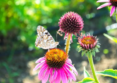 Parlak pembe ekinezya çiçekleri yakın plan. Mor Coneflower olarak da bilinen canlı bir Echinacea Purpurea yaması.. 