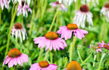 Parlak pembe ekinezya çiçekleri yakın plan. Mor Coneflower olarak da bilinen canlı bir Echinacea Purpurea yaması.. 