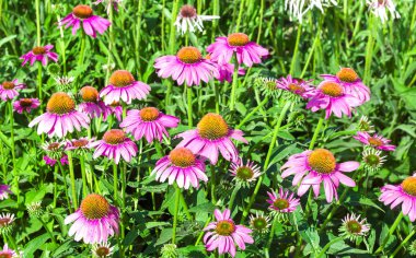 Parlak pembe ekinezya çiçekleri yakın plan. Mor Coneflower olarak da bilinen canlı bir Echinacea Purpurea yaması.. 