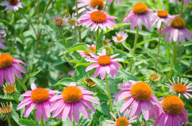 Parlak pembe ekinezya çiçekleri yakın plan. Mor Coneflower olarak da bilinen canlı bir Echinacea Purpurea yaması.. 