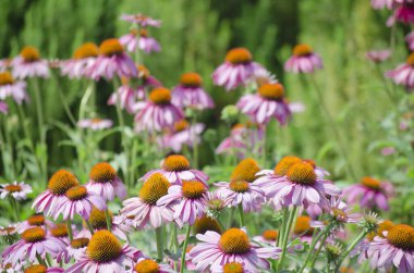 Parlak pembe ekinezya çiçekleri yakın plan. Mor Coneflower olarak da bilinen canlı bir Echinacea Purpurea yaması.. 
