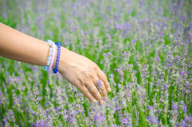 Beyaz genç bir kadının elleri yakın. Lavanta yerine mücevher bilezikler takan kadın eli. Lavanta çiçekleri, çiftlikteki lavanta tarlaları, hasat. Seçici odak resmi, boşluğu kopyala.