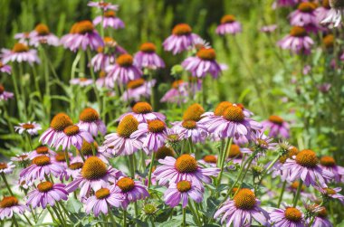 Parlak pembe ekinezya çiçekleri yakın plan. Mor Coneflower olarak da bilinen canlı bir Echinacea Purpurea bölgesi. Seçici odak resmi.