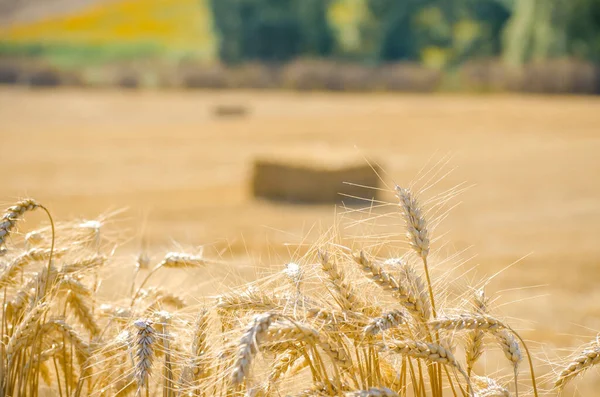 美丽的风景 麦田Haystacks 阳光灿烂的夏日 垃圾场 收获后的大黄土 有选择的重点 — 图库照片