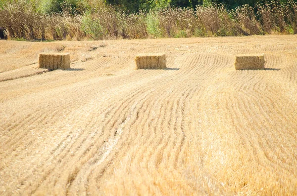 美丽的风景 麦田Haystacks 阳光灿烂的夏日 垃圾场 收获后的大黄土 有选择的重点 — 图库照片