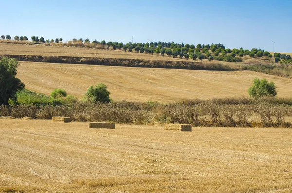 Nádherná Krajina Pšeničné Pole Hromádky Slunečný Letní Den Balíky Sena — Stock fotografie