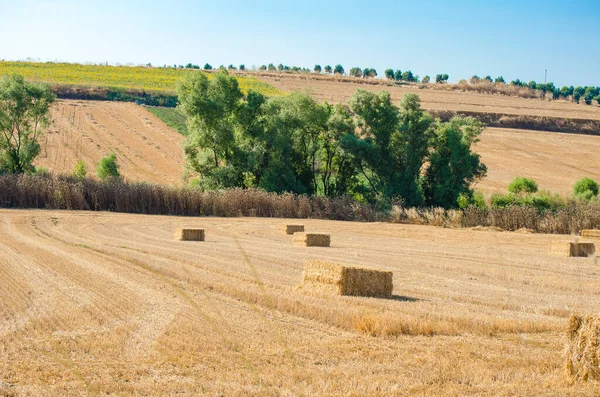 Nádherná Krajina Pšeničné Pole Hromádky Slunečný Letní Den Balíky Sena — Stock fotografie