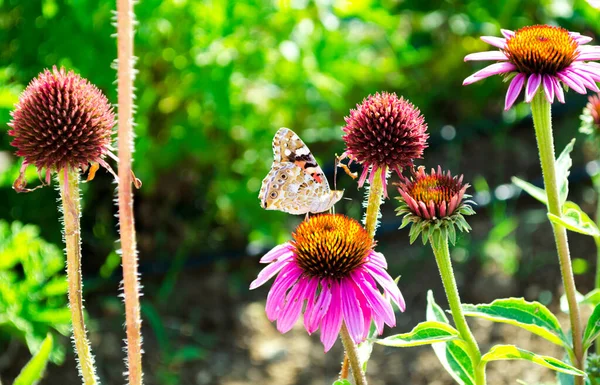 Leuchtend Rosa Echinacea Blüten Aus Nächster Nähe Ein Lebhaft Wachsendes — Stockfoto