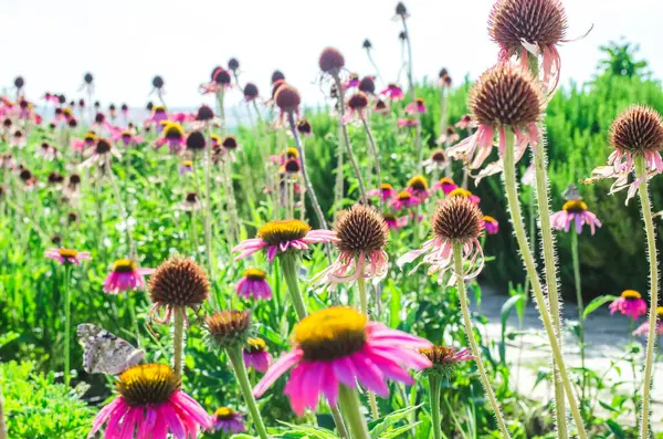 Flores Echinacea Rosa Brilhantes Close Vibrante Remendo Crescente Echinacea Purpurea — Fotografia de Stock