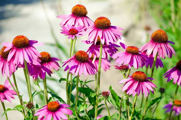 Flores Echinacea Rosa Brilhantes Close Vibrante Remendo Crescente Echinacea Purpurea — Fotografia de Stock