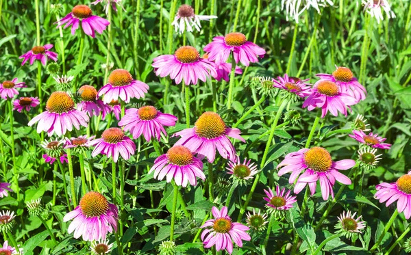 Flores Echinacea Rosa Brilhantes Close Vibrante Remendo Crescente Echinacea Purpurea — Fotografia de Stock