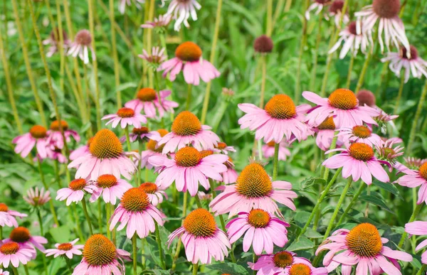 Parlak pembe ekinezya çiçekleri yakın plan. Mor Coneflower olarak da bilinen canlı bir Echinacea Purpurea yaması.. 