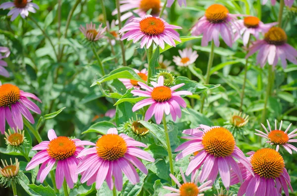 Flores Echinacea Rosa Brilhantes Close Vibrante Remendo Crescente Echinacea Purpurea — Fotografia de Stock