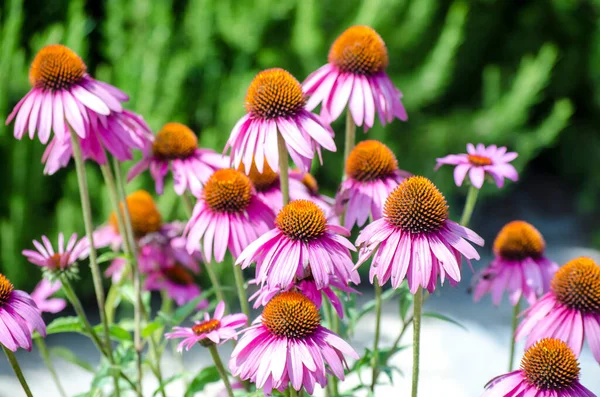 Parlak pembe ekinezya çiçekleri yakın plan. Mor Coneflower olarak da bilinen canlı bir Echinacea Purpurea bölgesi. Seçici odak resmi.