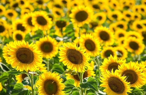 Fält Blommande Solrosor Solros Naturliga Bakgrund Solrosen Blommar Närbild Solig Stockfoto