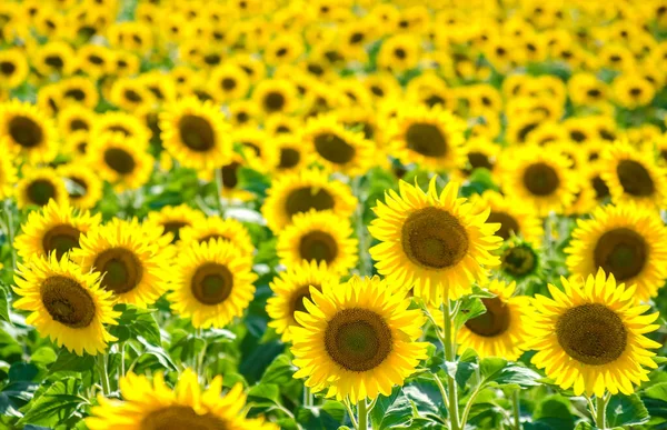 Fält Blommande Solrosor Solros Naturliga Bakgrund Solrosen Blommar Närbild Solig Stockbild